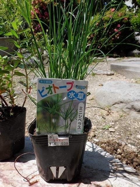 最新アイテム ビオトープ 水辺植物 ミニシペルス １ポット 湿性植物