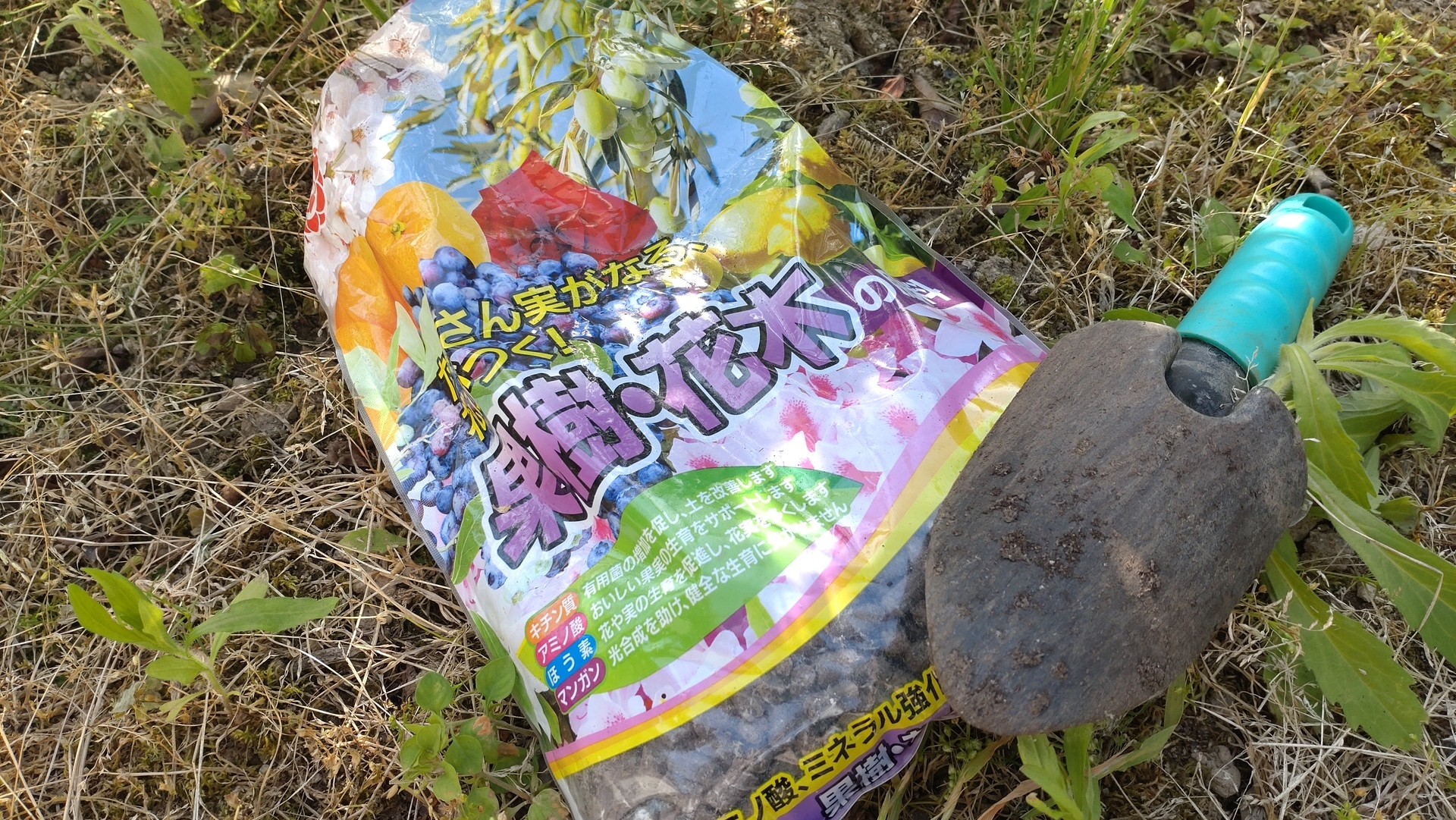 畑 ブルーベリーに肥料をプレゼント Gak Life